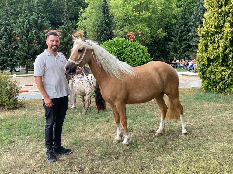 Welsh-C Stute 4 Jahre 131 cm Palomino in Kirchwalsede