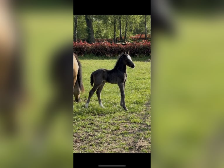 Welsh-C Stute 4 Jahre 132 cm Falbe in Hengelo (Gld)