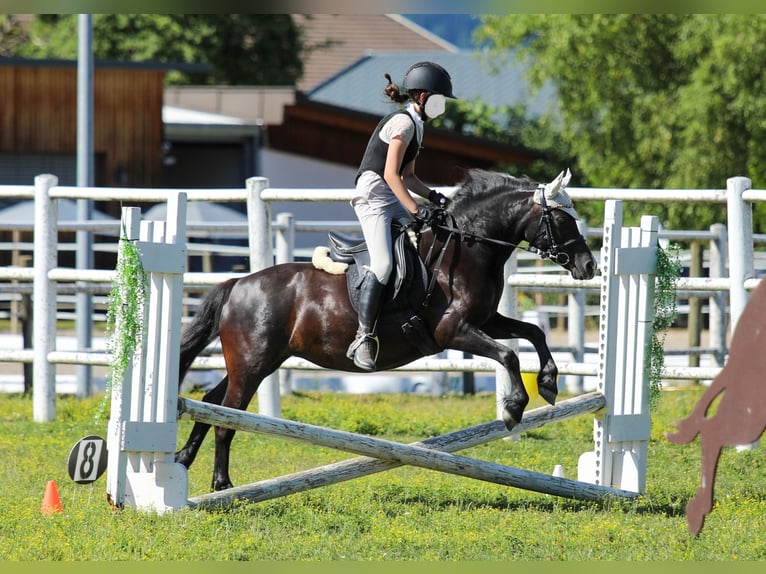 Welsh-C Stute 5 Jahre 125 cm Rappe in Drobollach
