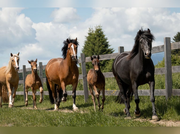 Welsh-C Stute 5 Jahre 125 cm Rappe in Drobollach
