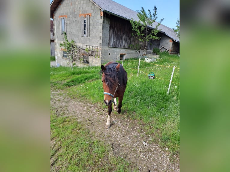 Welsh-C Stute 5 Jahre 130 cm Brauner in Oberndorf