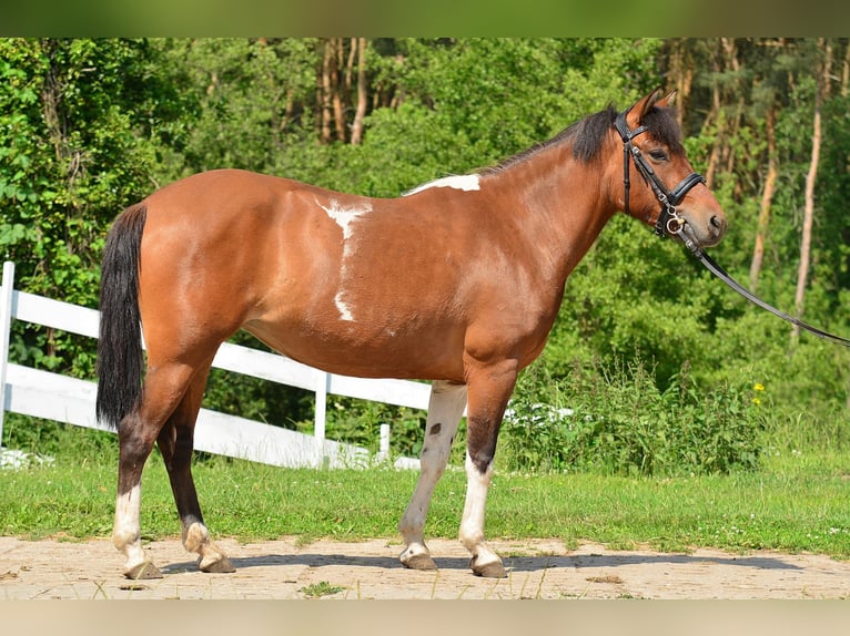 Welsh-C Stute 5 Jahre 132 cm Schecke in Daszewice