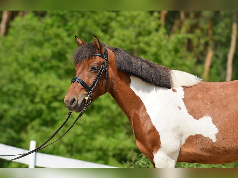 Welsh-C Stute 5 Jahre 132 cm Schecke in Daszewice