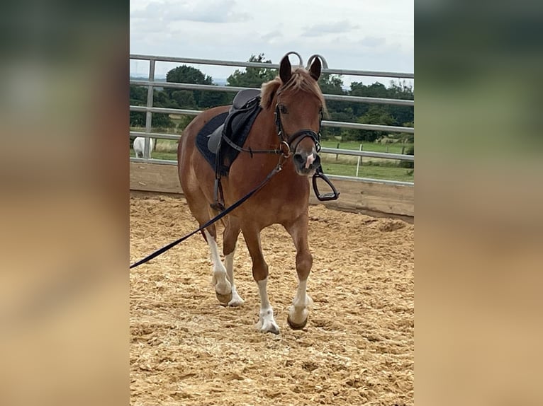 Welsh-C Stute 5 Jahre 134 cm Fuchs in Steinborn