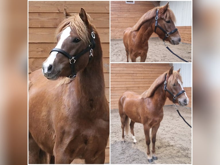 Welsh-C Stute 5 Jahre 134 cm Fuchs in Den Ham