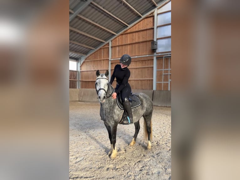 Welsh-C Stute 5 Jahre 135 cm Schimmel in Harlange