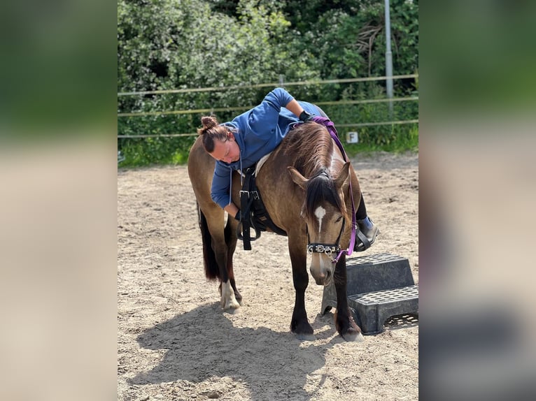 Welsh-C Stute 5 Jahre 136 cm Buckskin in Schönbek