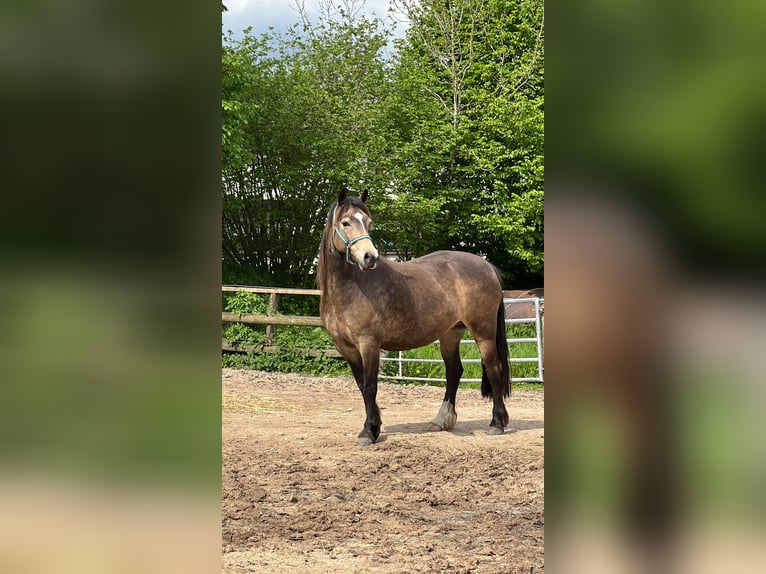 Welsh-C Stute 5 Jahre 136 cm Buckskin in Schönbek