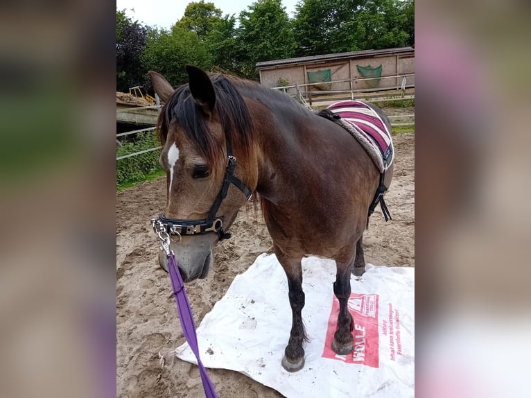 Welsh-C Stute 5 Jahre 136 cm Buckskin in Schönbek