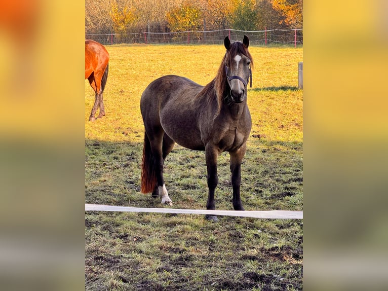 Welsh-C Stute 5 Jahre 136 cm Buckskin in Schönbek