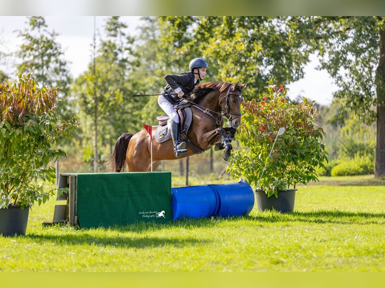 Welsh-C Stute 5 Jahre 140 cm Brauner in Kaulille