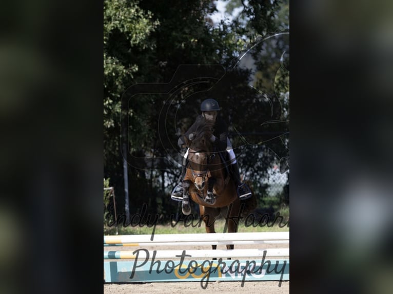 Welsh-C Stute 5 Jahre 140 cm Brauner in Kaulille