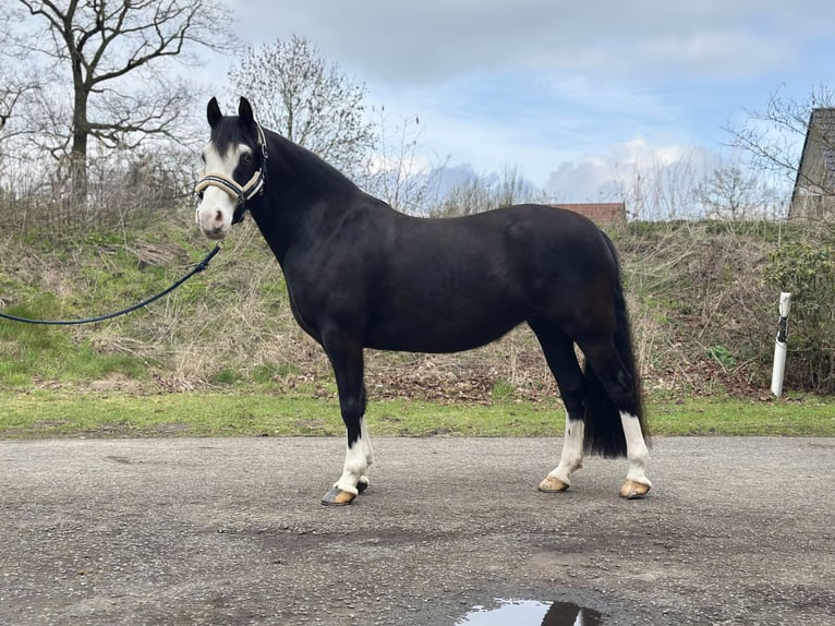 Welsh-C Stute 5 Jahre 144 cm Rappe in Verl