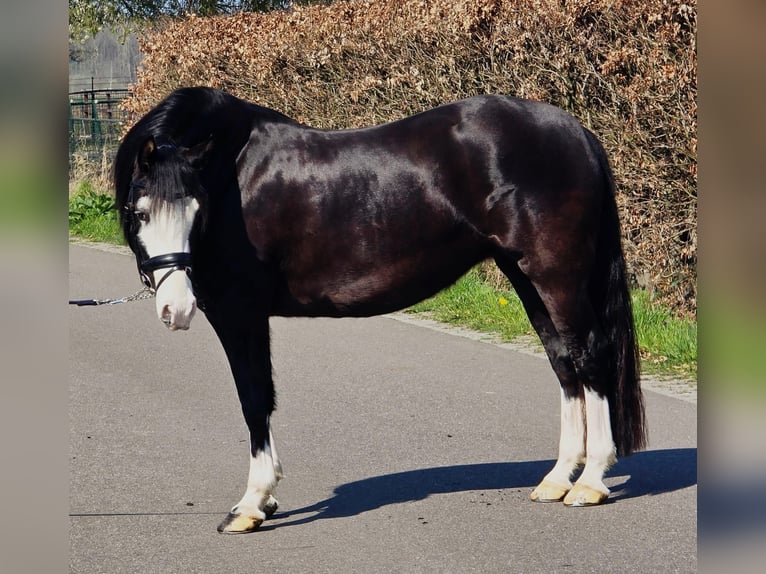 Welsh-C Stute 5 Jahre 146 cm Rappe in Someren