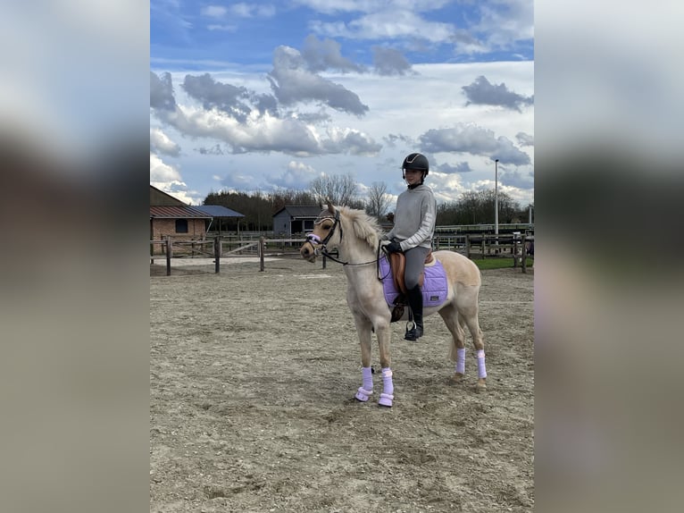 Welsh-C Stute 6 Jahre 132 cm Palomino in Herenthout