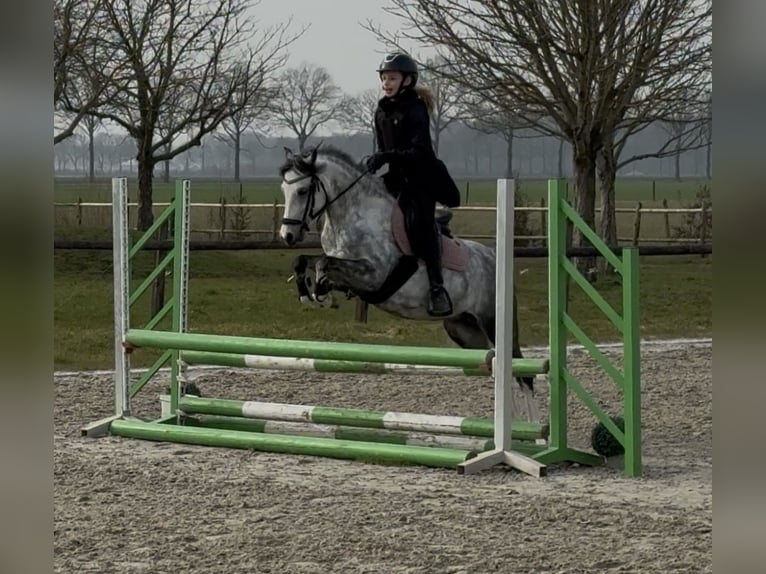 Welsh-C Stute 6 Jahre 132 cm Schimmel in Oost West en Middelbeers