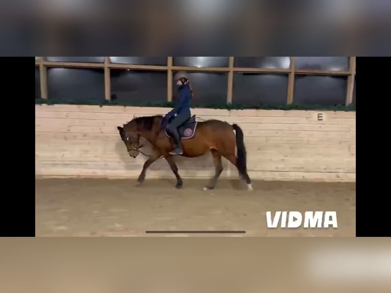 Welsh-C Mix Stute 6 Jahre 135 cm Brauner in Perchtoldsdorf