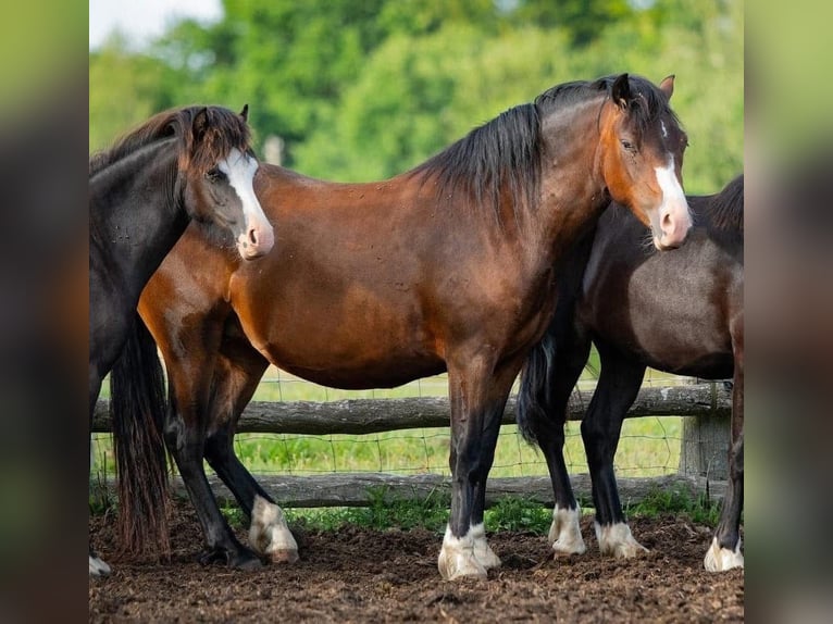 Welsh-C Stute 6 Jahre 135 cm Brauner in Toporzyk