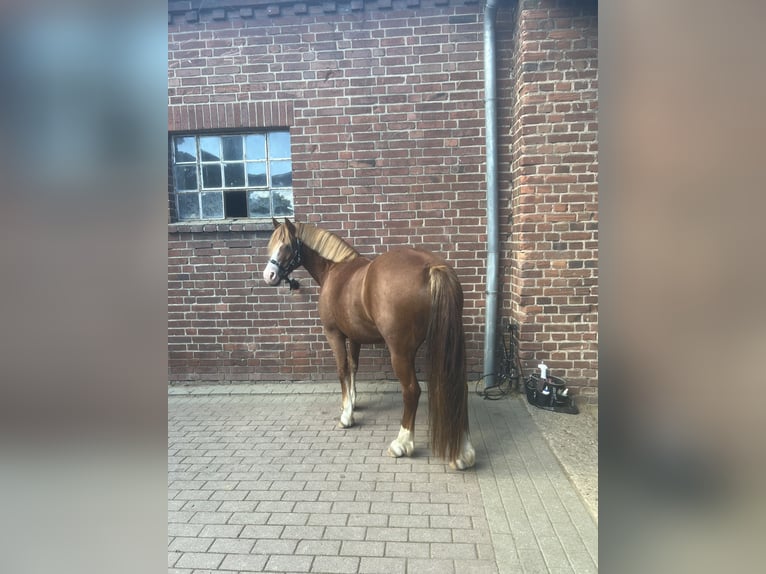 Welsh-C Mix Stute 6 Jahre 135 cm Fuchs in Rheurdt