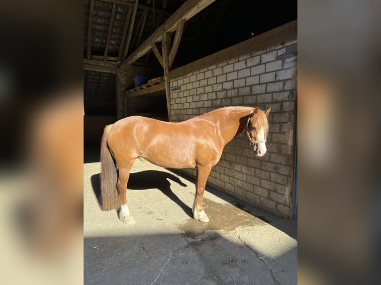 Welsh-C Mix Stute 6 Jahre 135 cm Fuchs in Rheurdt