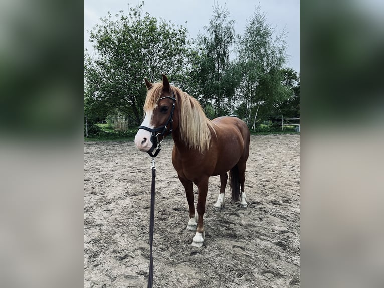 Welsh-C Mix Stute 6 Jahre 135 cm Fuchs in Rheurdt