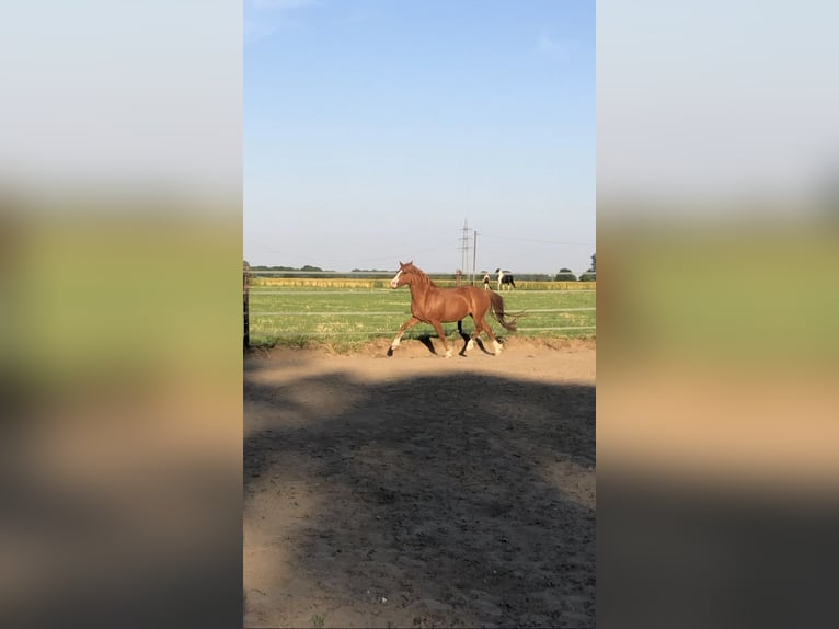 Welsh-C Mix Stute 6 Jahre 135 cm Fuchs in Rheurdt