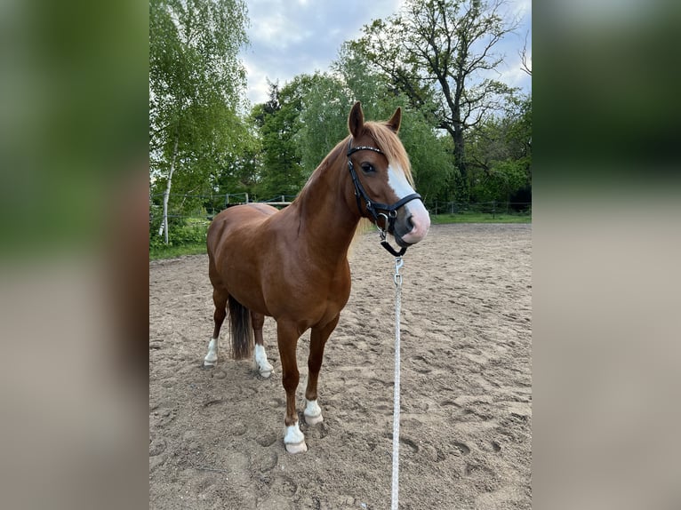 Welsh-C Mix Stute 6 Jahre 135 cm Fuchs in Rheurdt