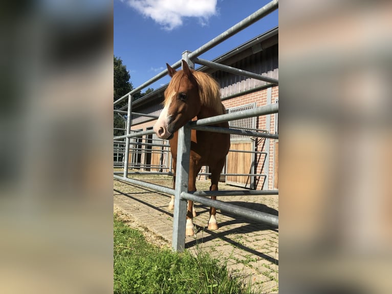 Welsh-C Mix Stute 6 Jahre 135 cm Fuchs in Rheurdt
