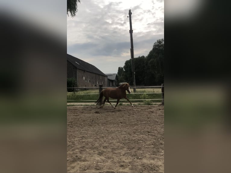 Welsh-C Mix Stute 6 Jahre 135 cm Fuchs in Rheurdt