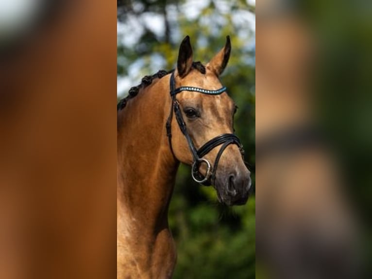 Welsh-C Stute 6 Jahre 146 cm Falbe in GROTE-BROGEL