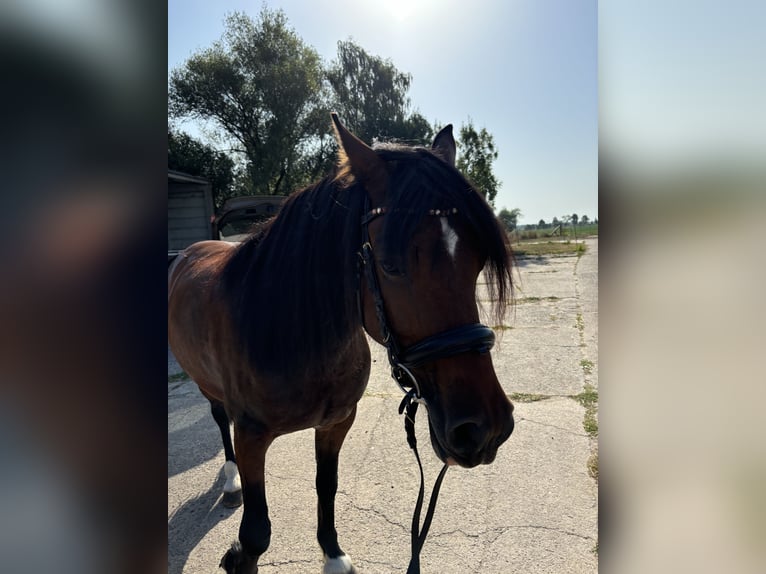 Welsh-C Stute 6 Jahre Brauner in Groß Pinnow