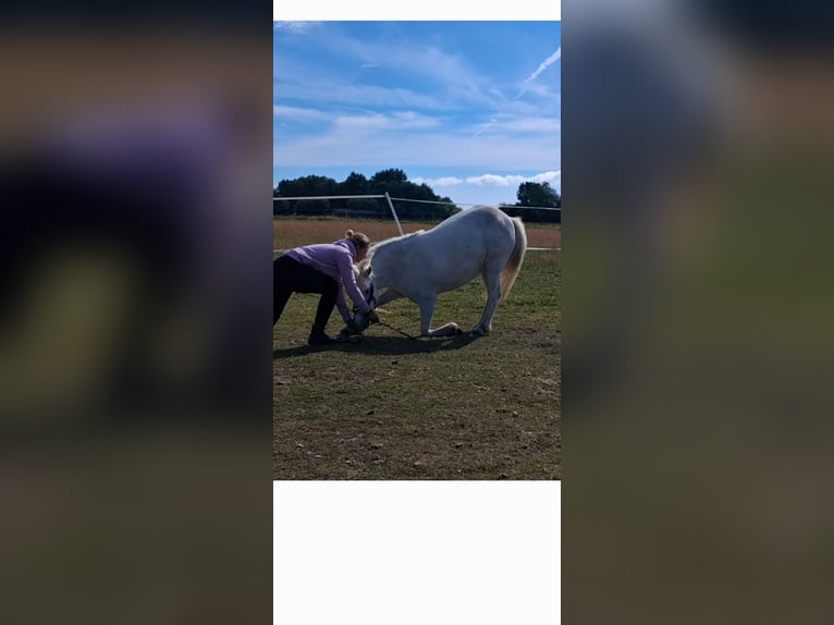 Welsh-C Mix Stute 7 Jahre 120 cm Schimmel in Wyk auf Föhr