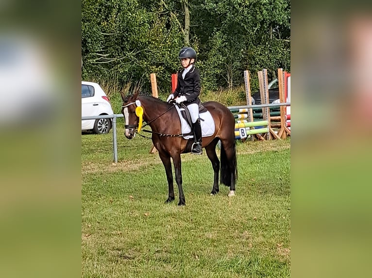 Welsh-C Stute 7 Jahre 129 cm Dunkelbrauner in Joldelund