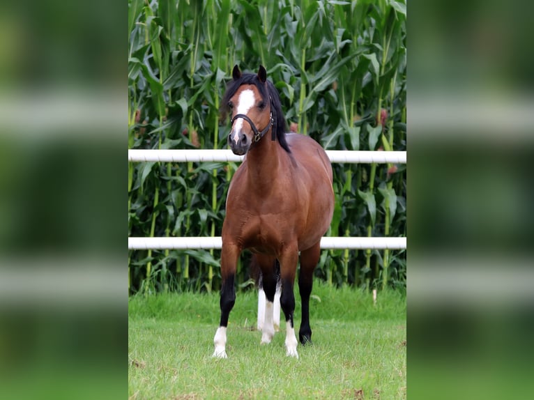 Welsh-C Stute 7 Jahre 130 cm Dunkelbrauner in Wildeshausen