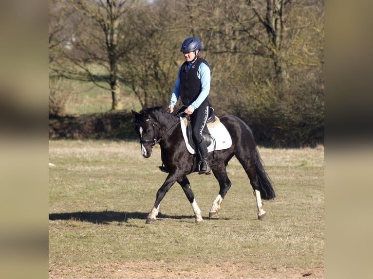 Welsh-C Stute 7 Jahre 131 cm Rappe in Krumstedt