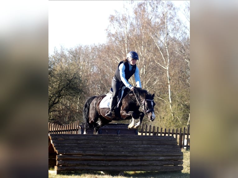Welsh-C Stute 7 Jahre 131 cm Rappe in Krumstedt