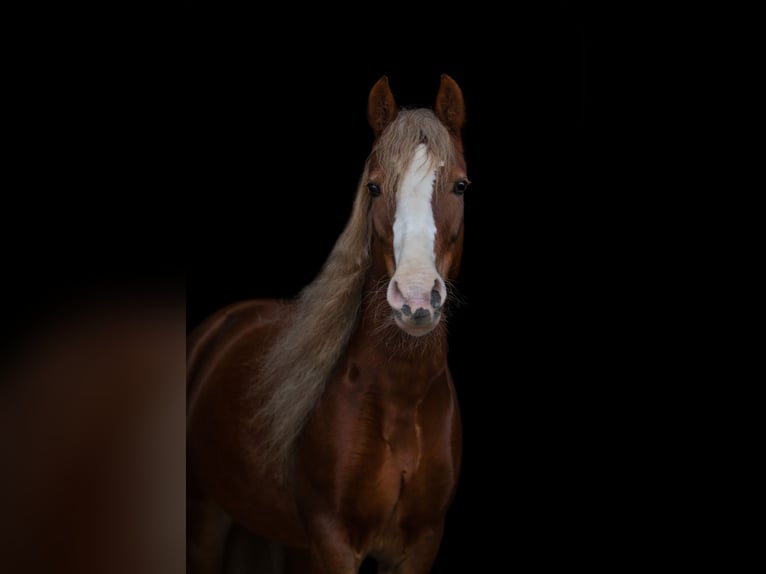 Welsh-C Stute 7 Jahre 132 cm Brauner in Dorst