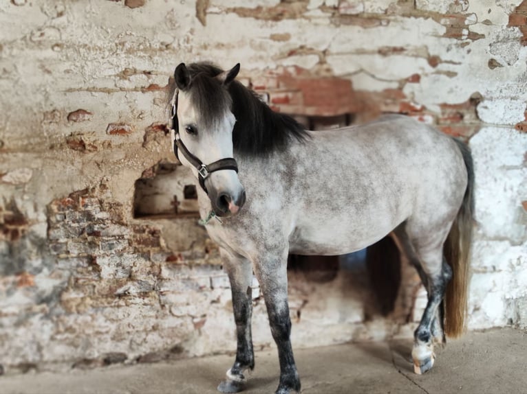 Welsh-C Mix Stute 7 Jahre 135 cm Schimmel in Fehring