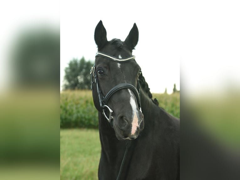 Welsh-C Stute 7 Jahre 137 cm Rappe in GROTE-BROGEL