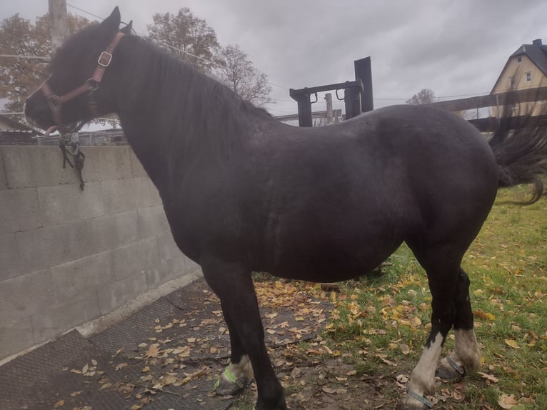 Welsh-C Mix Stute 7 Jahre 140 cm Rappe in Pockau