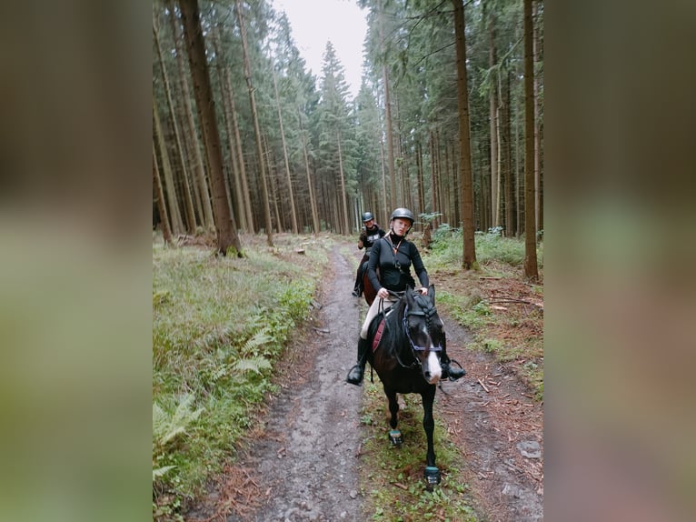 Welsh-C Mix Stute 7 Jahre 140 cm Rappe in Pockau