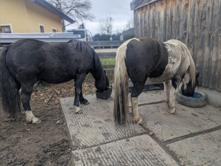 Welsh-C Mix Stute 7 Jahre 140 cm Rappe in Pockau