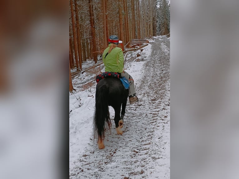 Welsh-C Mix Stute 7 Jahre 140 cm Rappe in Pockau