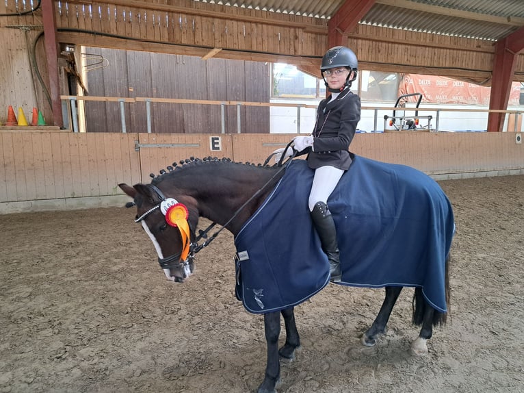 Welsh-C Stute 8 Jahre 129 cm Brauner in Joldelund