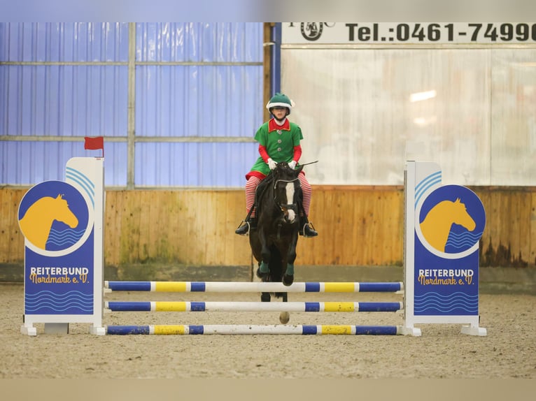 Welsh-C Stute 8 Jahre 129 cm Dunkelbrauner in Joldelund