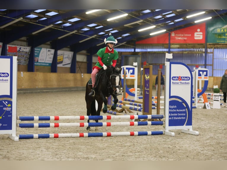 Welsh-C Stute 8 Jahre 129 cm Dunkelbrauner in Joldelund