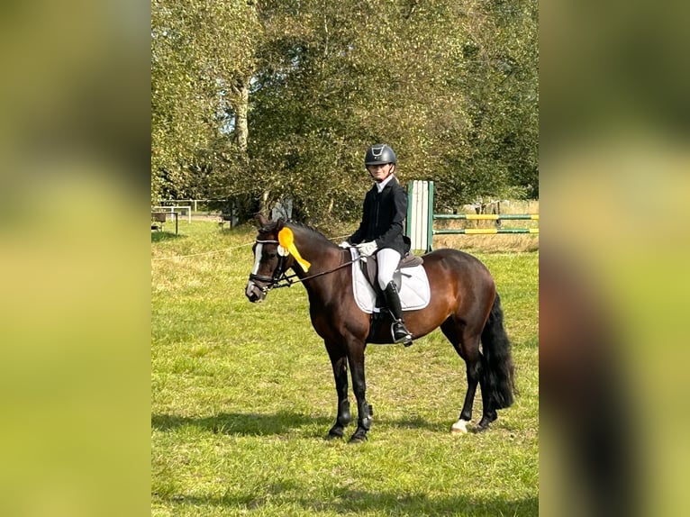 Welsh-C Stute 8 Jahre 129 cm Dunkelbrauner in Joldelund