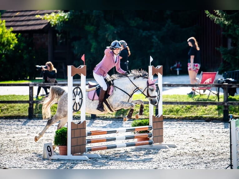 Welsh-C Stute 8 Jahre 135 cm Apfelschimmel in Żnin