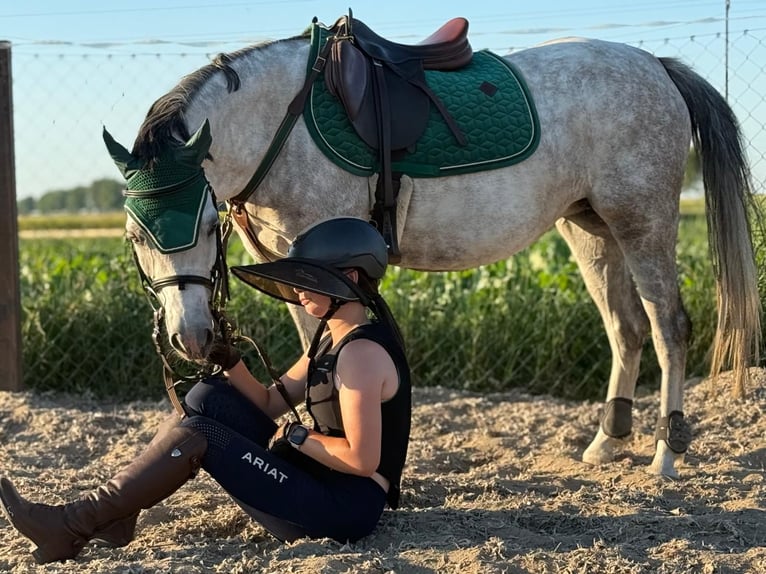 Welsh-C Stute 8 Jahre 135 cm Apfelschimmel in Żnin