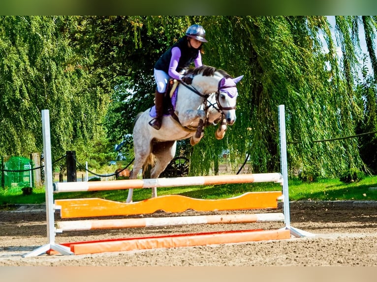 Welsh-C Stute 8 Jahre 135 cm Apfelschimmel in Żnin